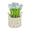 10" Tulip Bouquet in White Basket